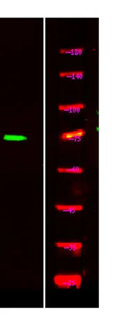 TORC1/CRTC1 (phospho-Ser151) rabbit pAb - image 1