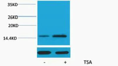 Histone H2A (Acetyl Lys15) rabbit pAb - image 1