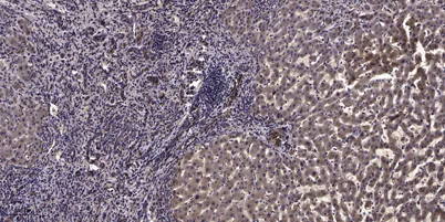 Myosin IIa (phospho-Ser628) rabbit pAb - image 1