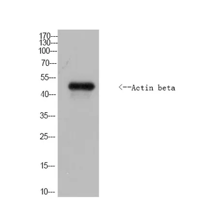 Actin beta Rabbit pAb (Drosophilidae)