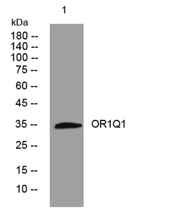 OR1Q1 rabbit pAb - image 1
