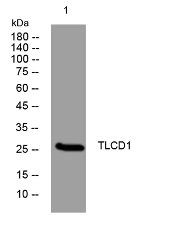 TLCD1 rabbit pAb