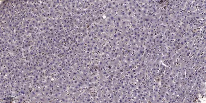 GNG12 Rabbit pAb