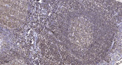 OCT1 Monoclonal Rabbit pAb - image 1