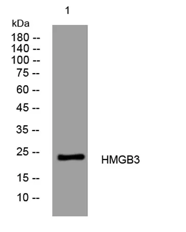 HMGB3 rabbit pAb - image 1