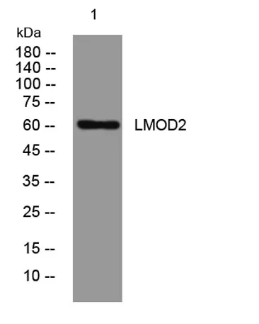 LMOD2 rabbit pAb - image 1