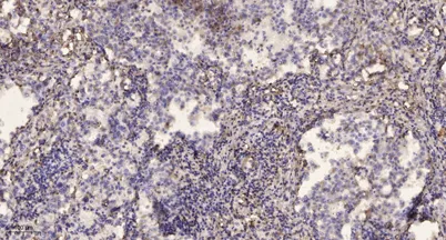 Kinesin-like Protein KIF1C (Phospho Ser1092) rabbit pAb - image 1