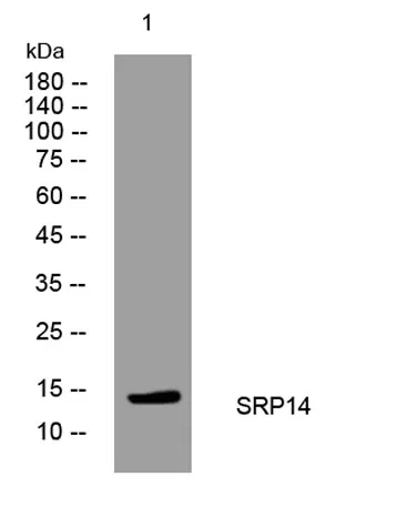 SRP14 rabbit pAb