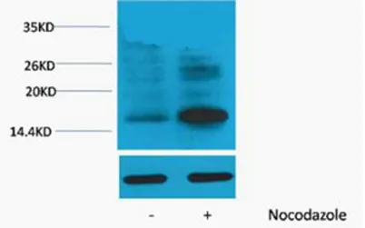 Histone H3 (Phospho Thr118) rabbit pAb - image 1
