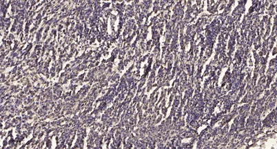 Stat3 (phospho-Ser754) rabbit pAb - image 1