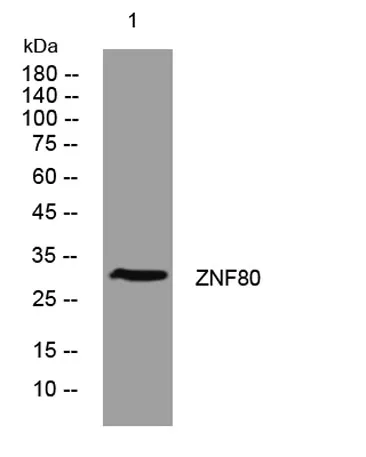 ZNF80 rabbit pAb
