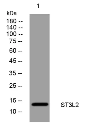 ST3L2 rabbit pAb