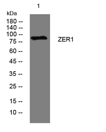 ZER1 rabbit pAb - image 1