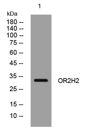 OR2H2 rabbit pAb