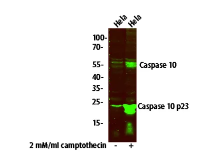 Caspase 10 (p23/17, Cleaved-Val220) Rabbit pAb - image 1
