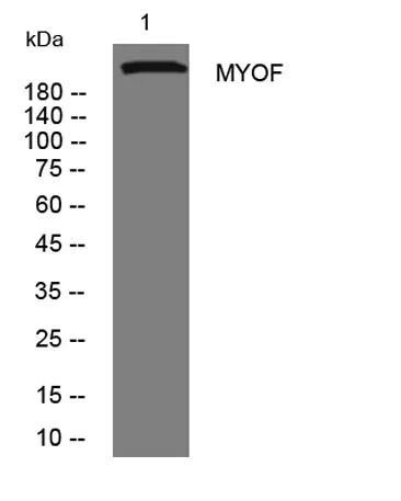 MYOF rabbit pAb - image 1