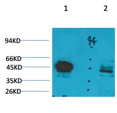 Ghrelin Receptor rabbit pAb - image 1