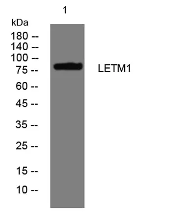 LETM1 rabbit pAb - image 1