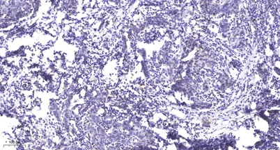 Rb (phospho-Ser807/811) rabbit pAb - image 1