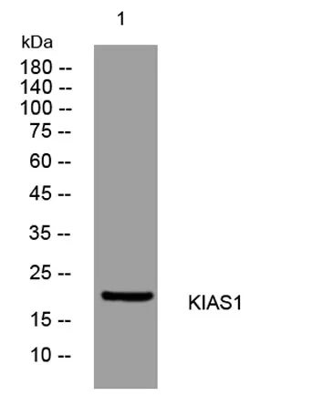 KIAS1 rabbit pAb