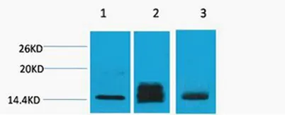 Histone H3 (Di Methyl Lys9) rabbit pAb - image 1
