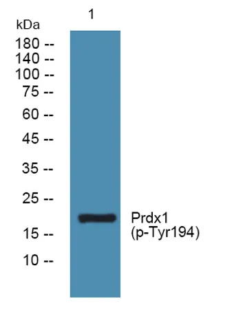 Prdx1 (phospho-Tyr194) rabbit pAb - image 1