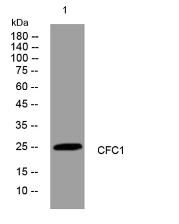 CFC1 rabbit pAb - image 1