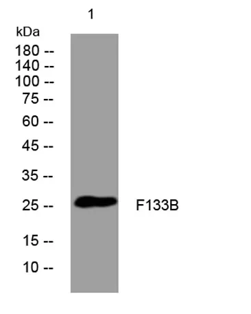 F133B rabbit pAb