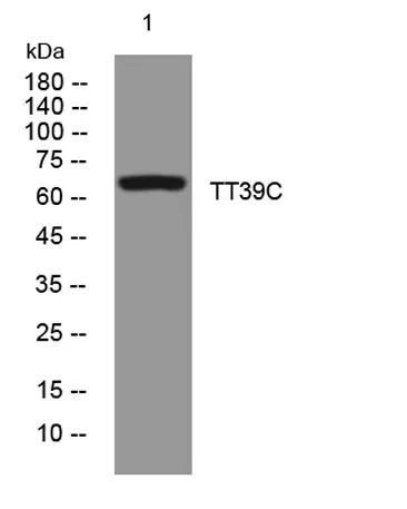 TT39C rabbit pAb