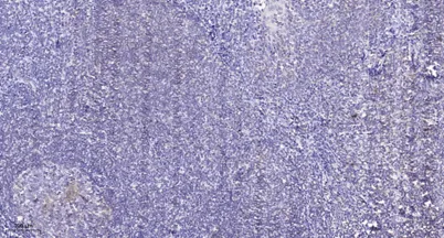 CX068 rabbit pAb