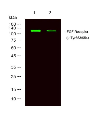 FGF Receptor (phospho-Tyr653/654) rabbit pAb - image 1