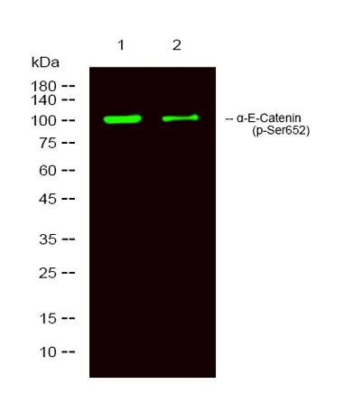 α-E-Catenin (phospho-Ser652) rabbit pAb - image 1