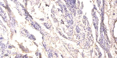RIP (phospho-Ser166) rabbit pAb