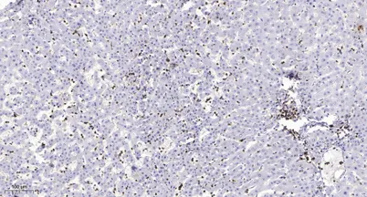 MMP13 (Cleaved-Tyr104) rabbit pAb - image 1
