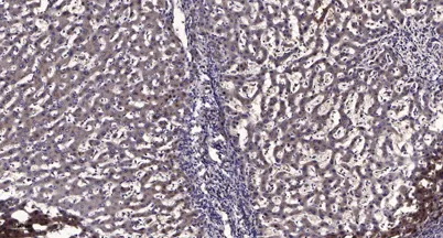 TYB10 rabbit pAb - image 1
