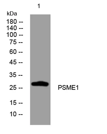PSME1 rabbit pAb - image 1