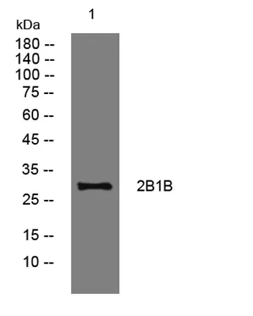 2B1B rabbit pAb