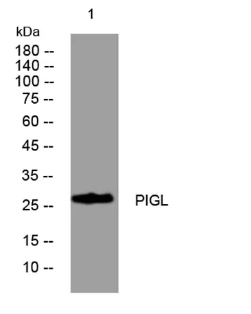 PIGL rabbit pAb