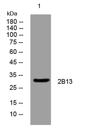 2B13 rabbit pAb - image 1