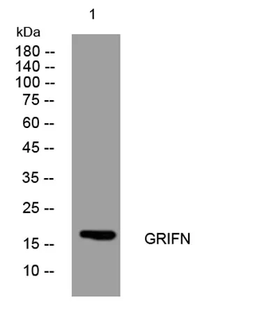 GRIFN rabbit pAb