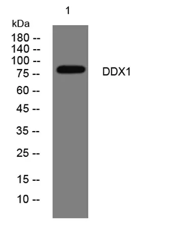 DDX1 rabbit pAb
