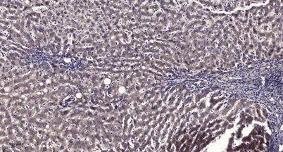 ATP5J rabbit pAb - image 1