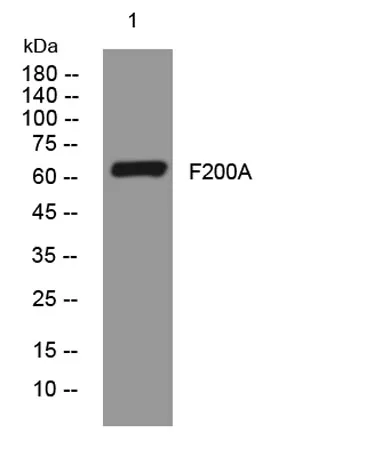 F200A rabbit pAb