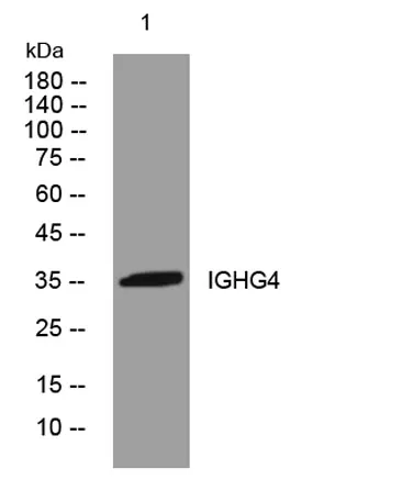 IGHG4 rabbit pAb