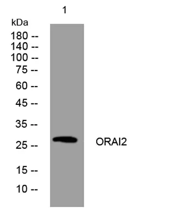 ORAI2 rabbit pAb - image 1