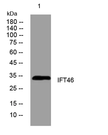 IFT46 rabbit pAb