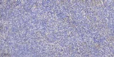 NC334 rabbit pAb