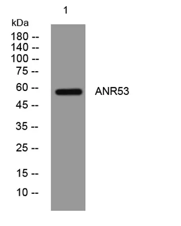 ANR53 rabbit pAb