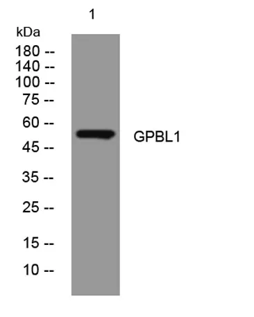 GPBL1 rabbit pAb - image 1