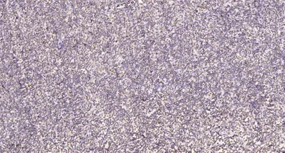 SMPX rabbit pAb